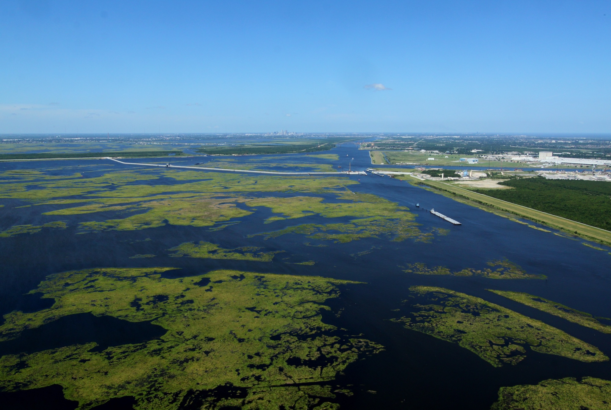 louisisna swamp with levee in background